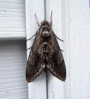 Revenge of the clothes moths: as numbers boom, can they be stopped?, Insects