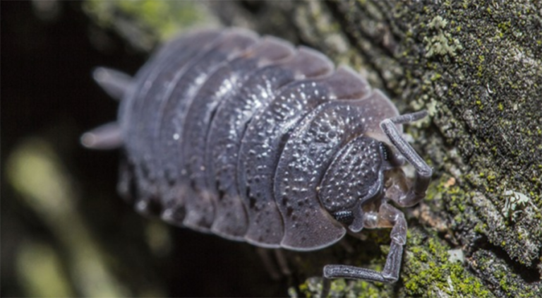 What Do Rolly Pollies Eat Exterminator